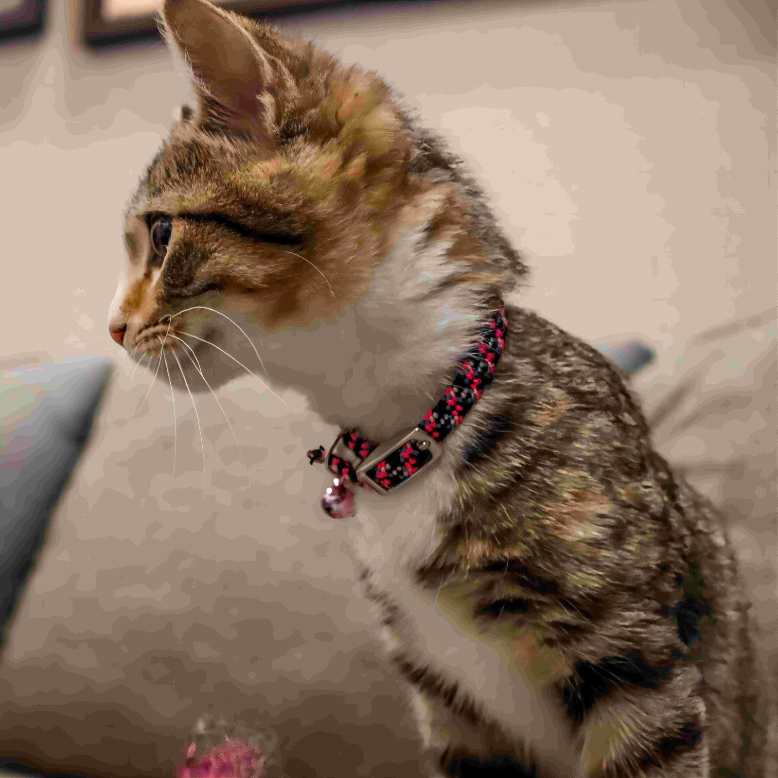 1-3 Elasticized Safety Kitten Collar with Reflective Threads (6)(1)